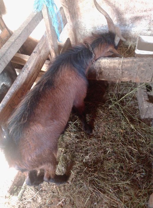 Vînd țap alpin francez virsta 3ani