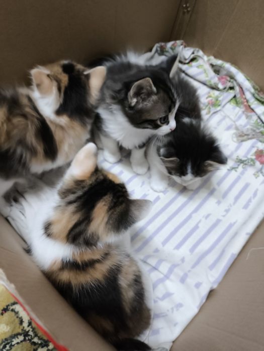 В добрые руки, 2 девочки и 2 мальчика