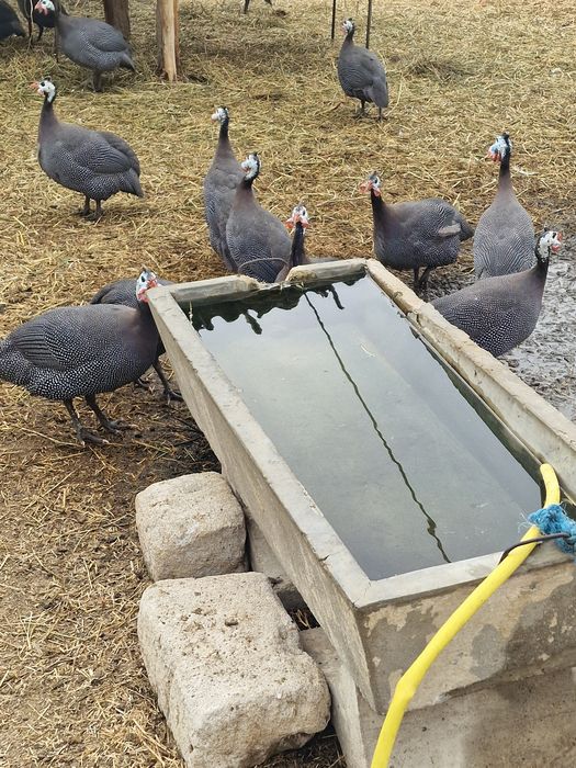 Rate de carne si ouă  de vânzare