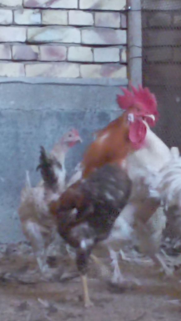 4 dona sortli xoʻroz, Har biri 280ming dan kelishamiz
