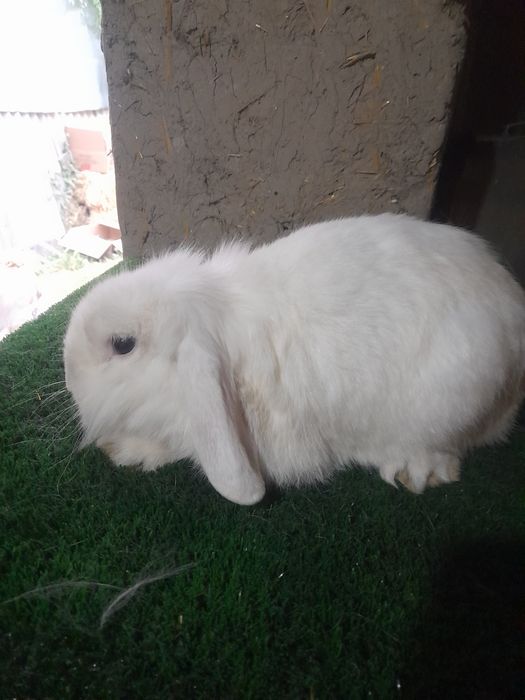 Декаратив тайор Эркаг зот олишга Калифорнии и баран карлик тоза зотла