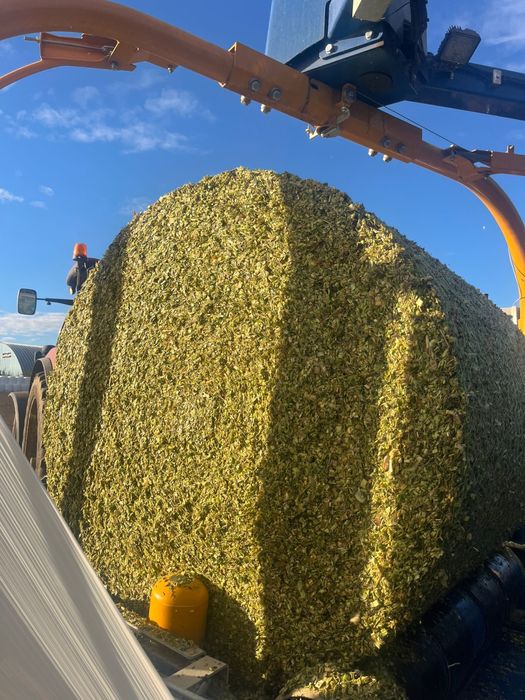 Vindem baloti siloz de porumb 1000 KG