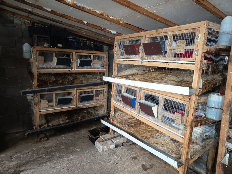 Предлагам зайци за разплод и