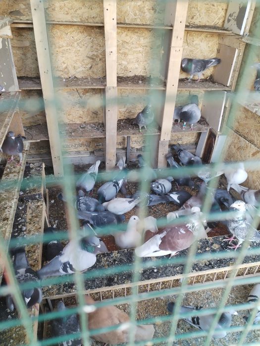 Vând porumbei voiajori