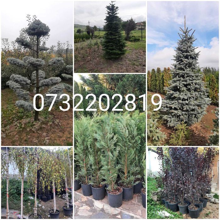 Vând mesteacăn, tei, fag, stejar, paltin, platan, arbuști ornamentali