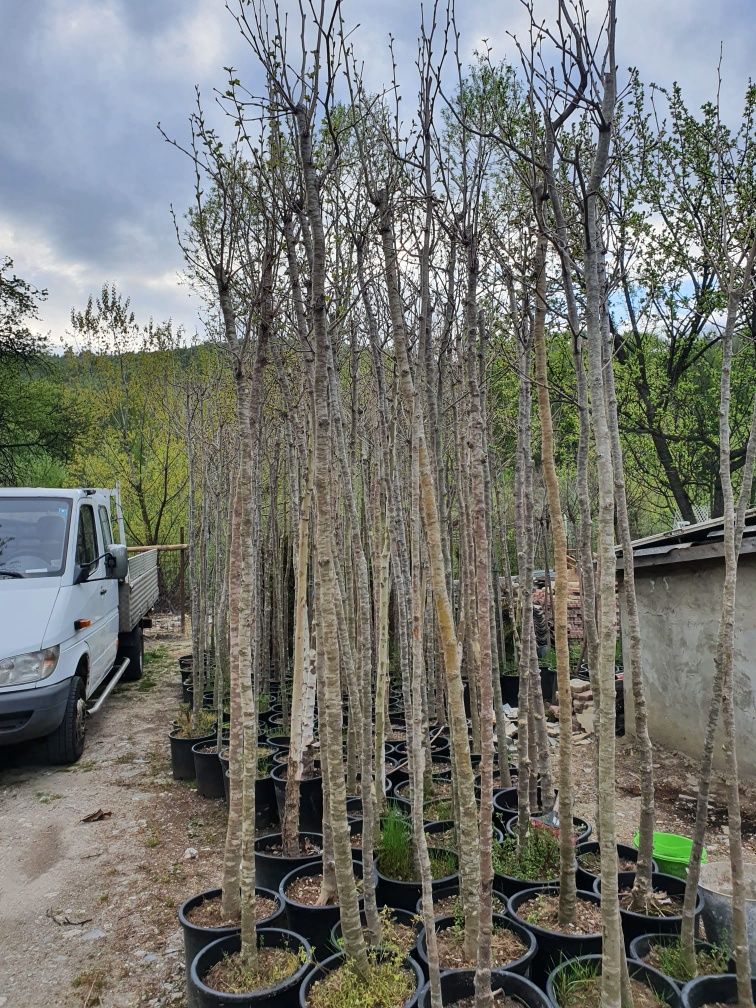 Plante verzi la ghiveci sau balot