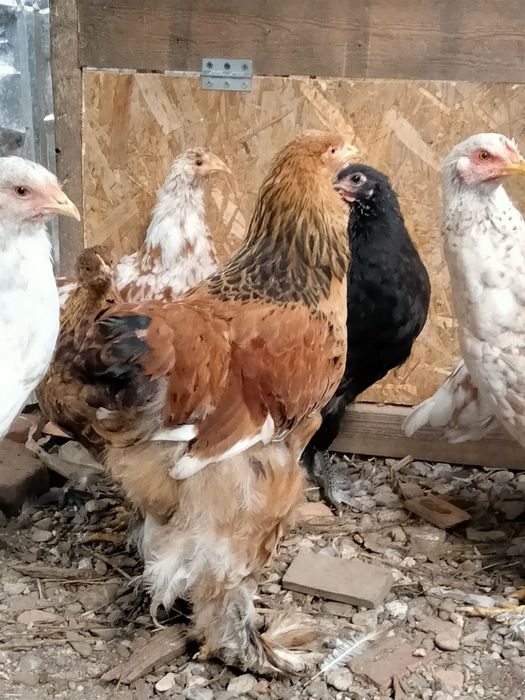 Vând cocoș tânăr Brahma 80 Ron