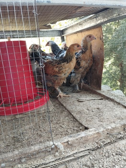 Светлый  палевый жужжала сотилади