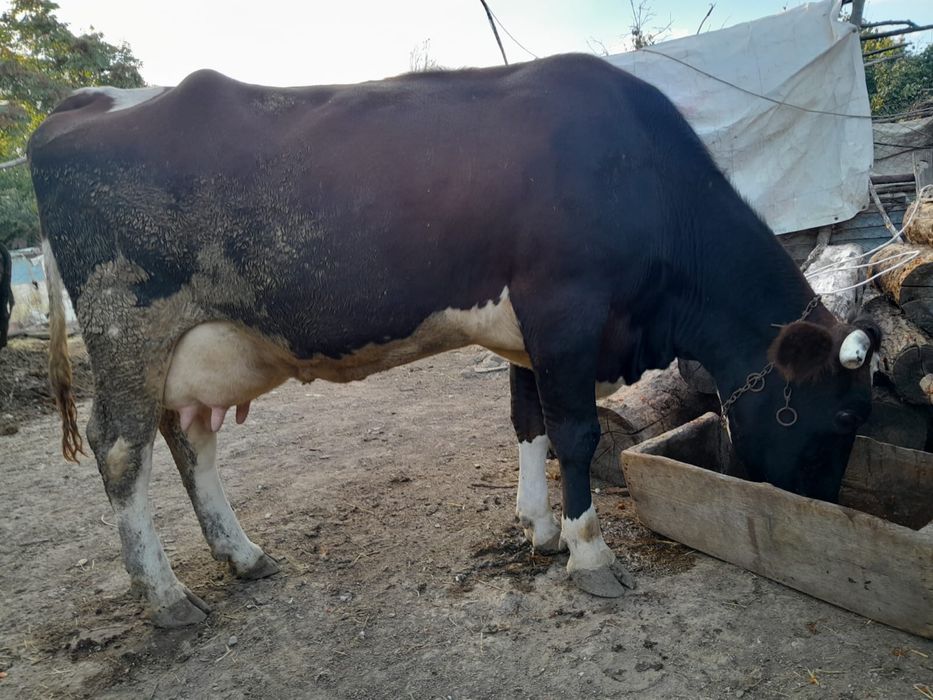 Vaca baltata Romaneasca