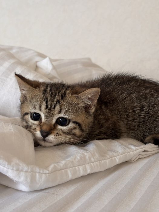 Отдам котят в добрые руки