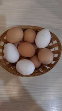 Домашние  яйцо..650