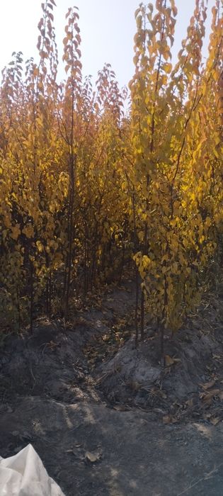 Zaldori ko'chati sotiladi