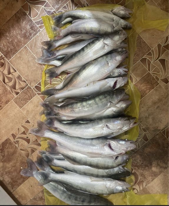 Судак сатылымдаа