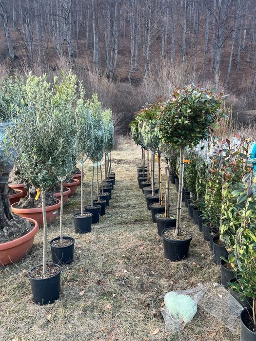Garden Devis | Plante Ornamentale