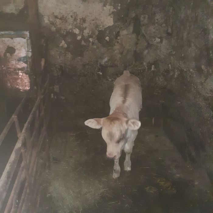 Vand vaca cu vitel
