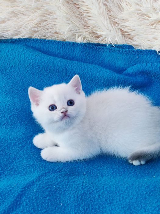 British shorthair NS 11 33  băieței și fetite