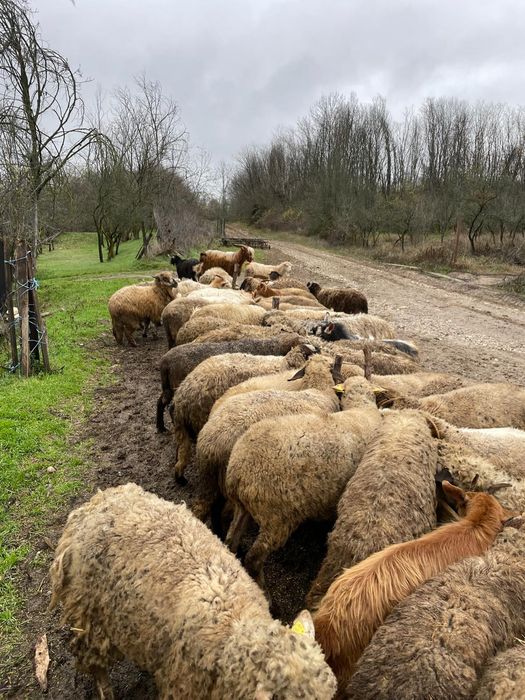 De vânzare oi și capre !