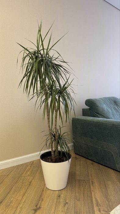 эффектное растение драцена — отличное украшение для дома или офиса.