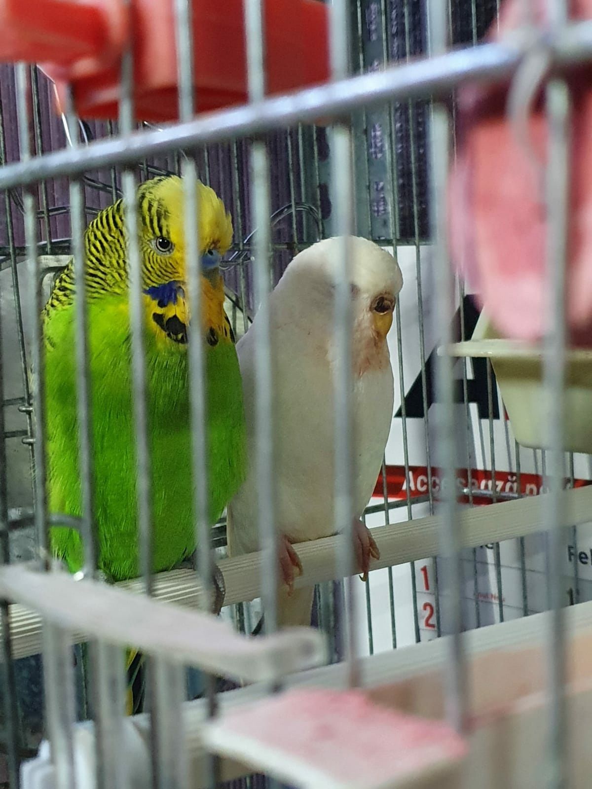 Vând Papagali Peruși diferite culori