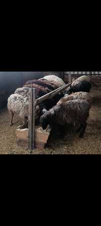 Продам баранов, овец в городе Костанай!!