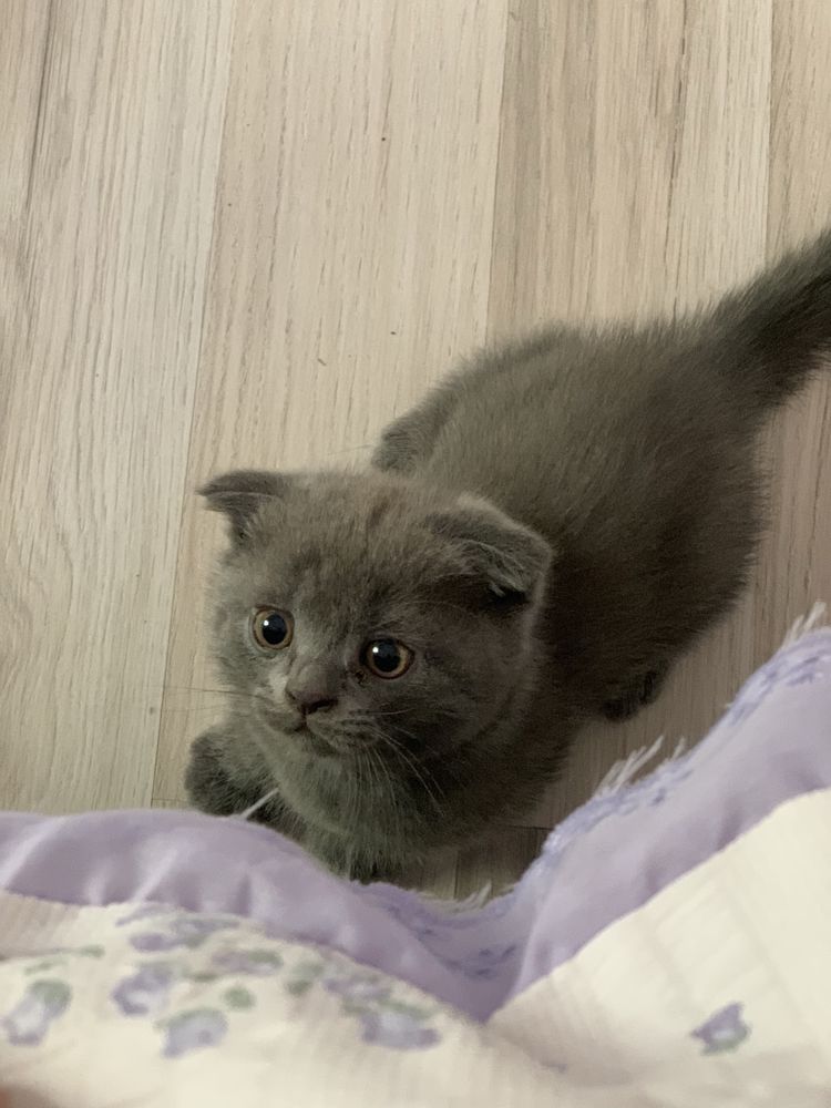 Продаются чистокровные котята Шатладская вислоушка