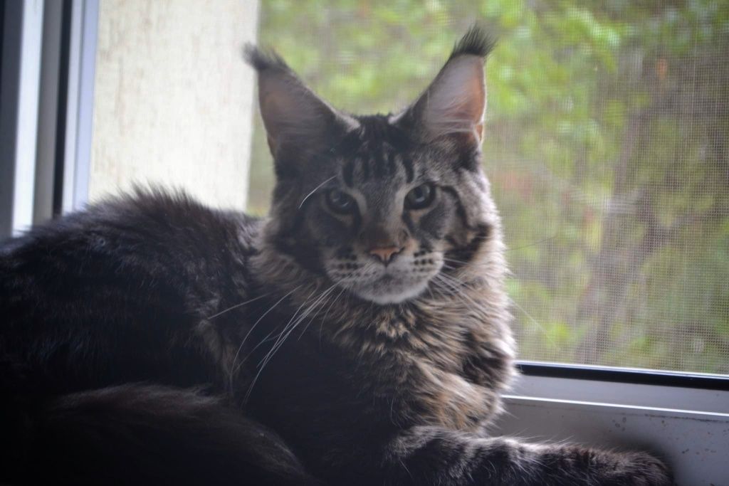 Pui pisica Maine Coon