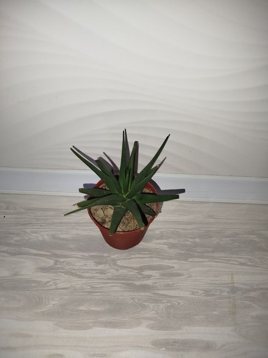 Xaortiya хавортия (алоэ)