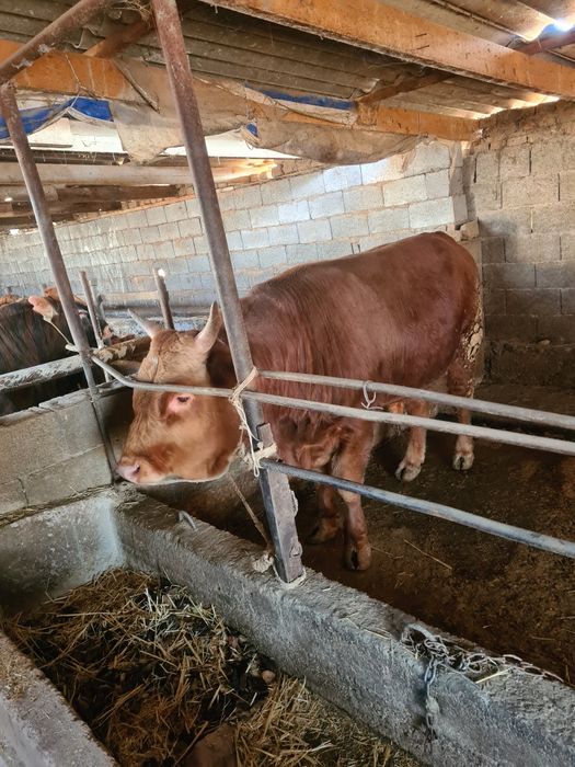 Продам 2х годовалых откормленых быков