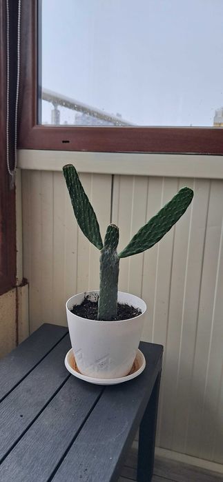 Кактуси, големи, красиви.