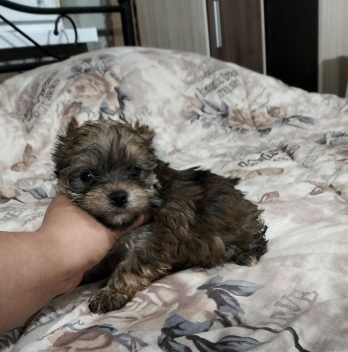 Йоркширски териер мини златен цвят gold