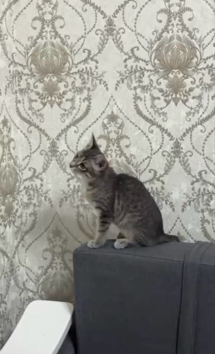 Кошка бесплатно!