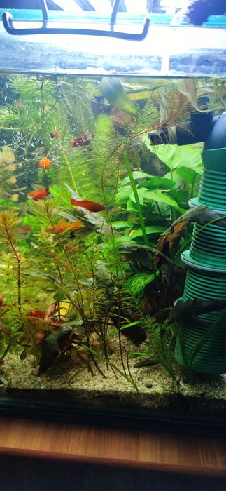 Acvariu complet cu pești si plante