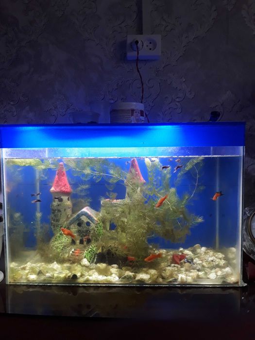 Аквариум зор 50 литр