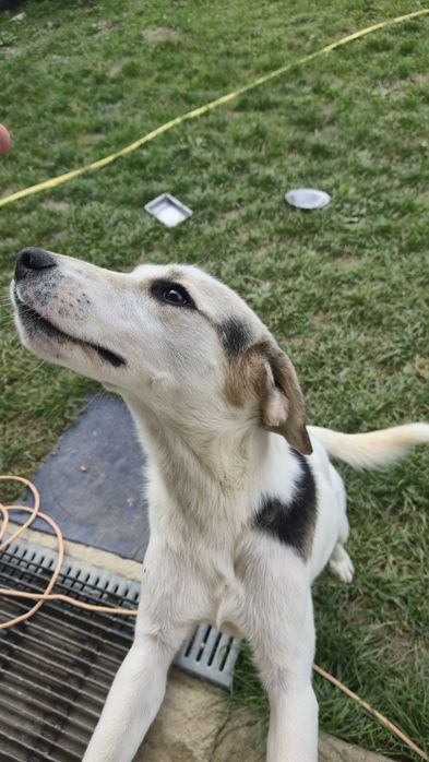 Donez Cațel Alb cu pete