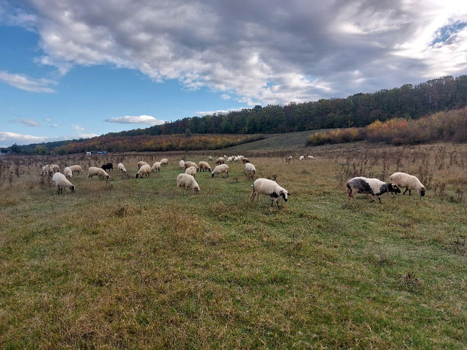 Oi Țurcane Breze Grase