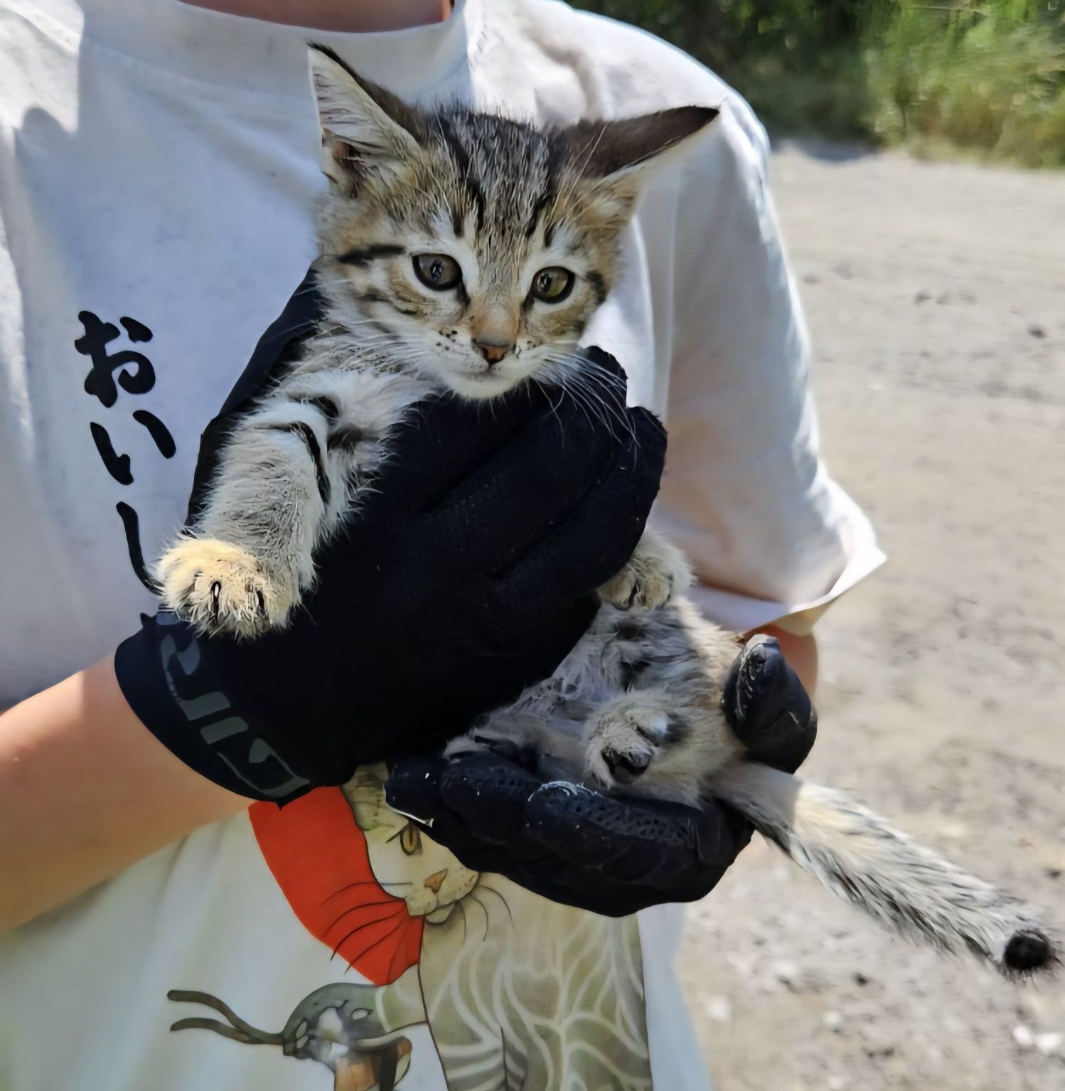 Котета търсят дом