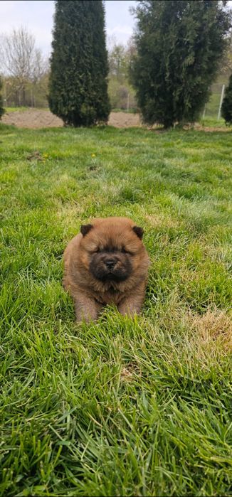 Căteluș rasa Chow Chow- 8 săptămâni- deparazitat și vaccinat