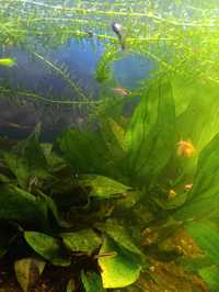 Echinodorus amazonicus