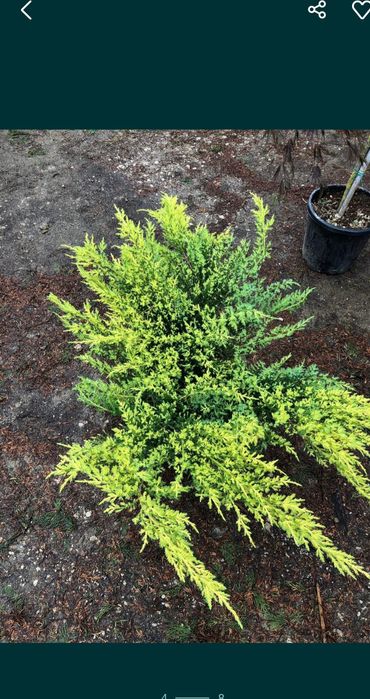 Spirale lelandy tuia smarald pon pon măslin cedrus