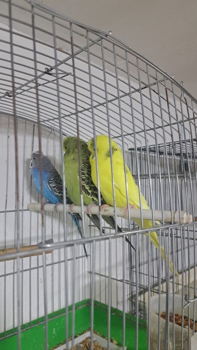 Ангоркалар сотилади