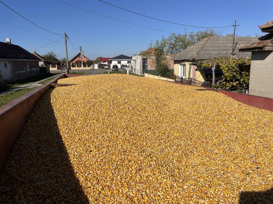 Vand porumb recolta 2025