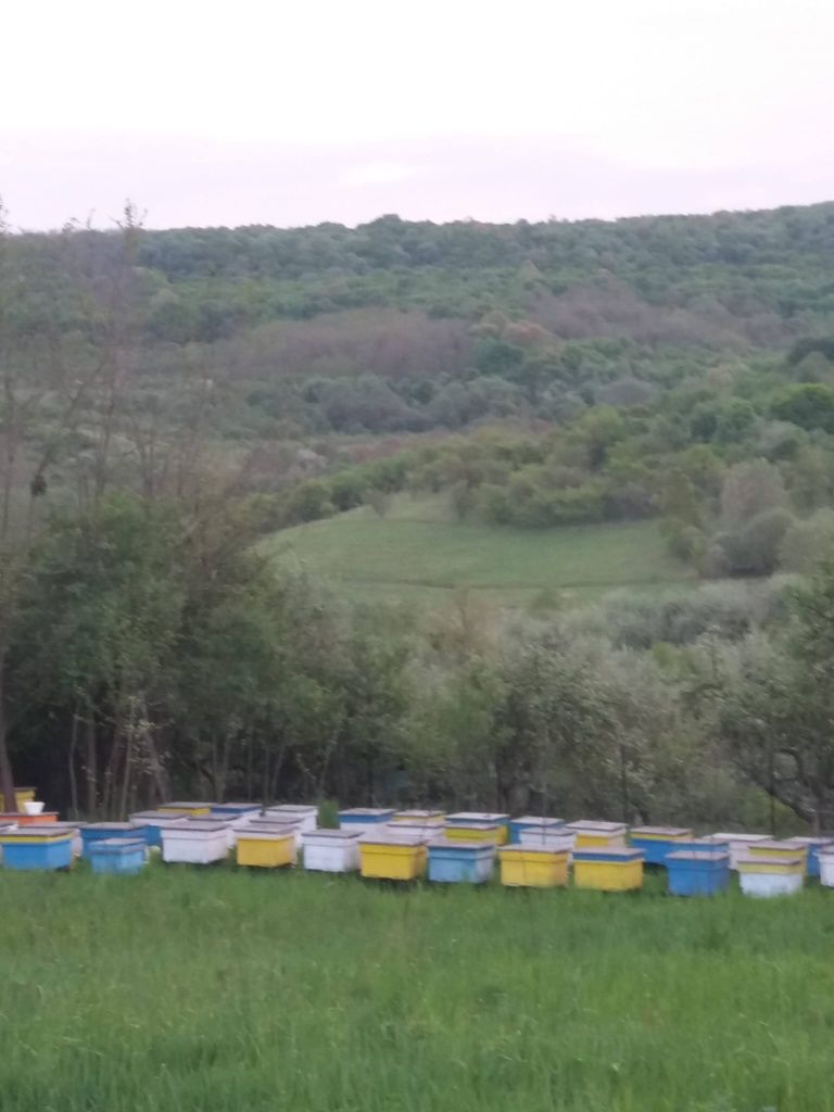 PODMORE - Tinctură de albine moarte, produse apicole