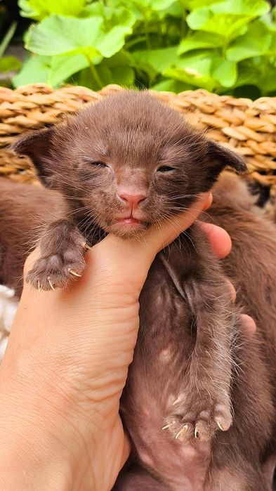 Шоколадное Чудо! Ориентальные