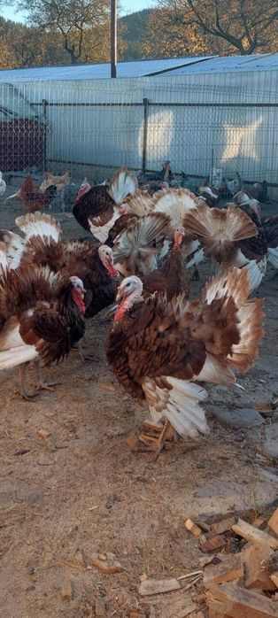 Curcani și curci Red Bourbon