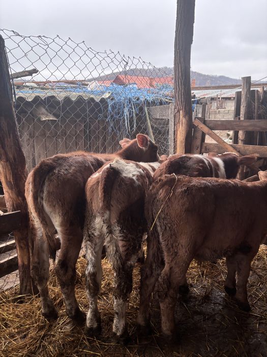 Vand mânzata charolaise si vitei baltiati