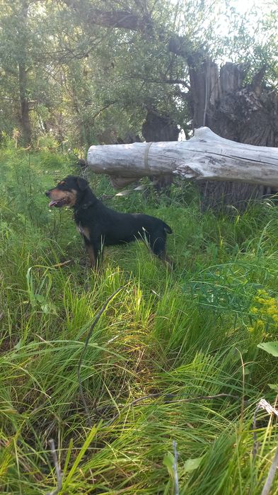 Ягдтерьер сука 5 лет полный рабочий