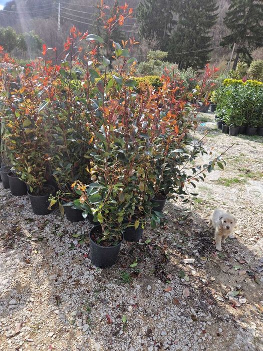 Plante ornamentale atractive pentru zone de relaxare