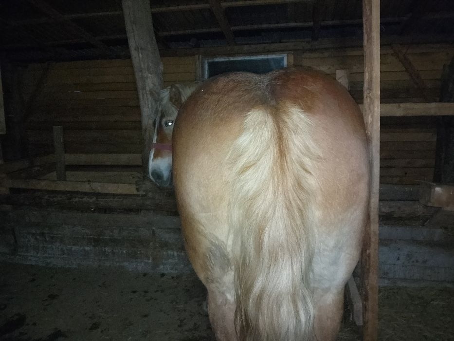 Vând doua mânze tinere și frumoase