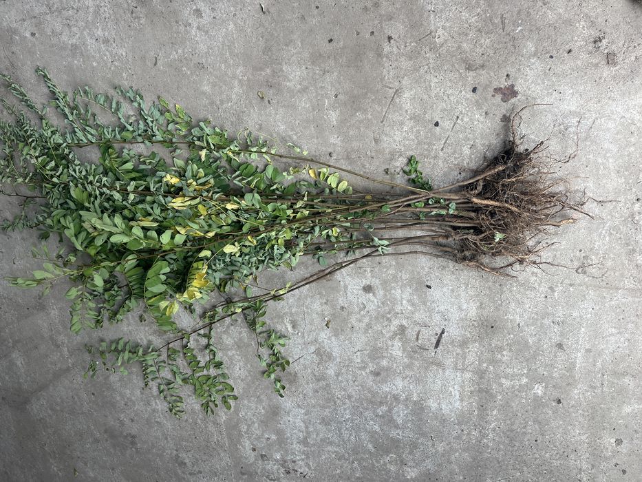 Vând puieți de ulm,salcâm,stejar,paulownia,tei,glădiță,mesteacăn,