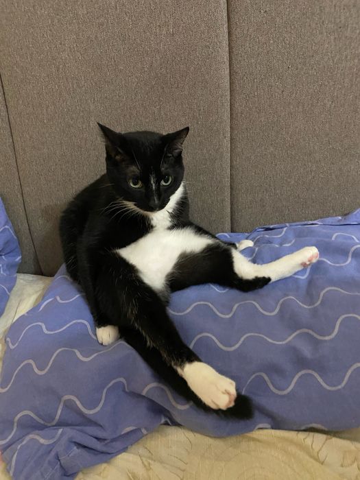 Кошка в добрые руки